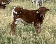 Sizzle and Snap 25 bull