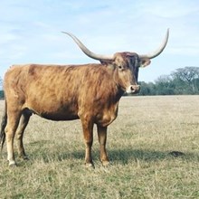 BRR Bella Banda June Bug