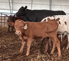 RIO LEZAWE EOT X WT KID ROCK - TAG 1407H