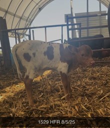 WT KID ROCK X SDR SPICEY TAG 1529 ET HFR.