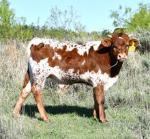 bull calf