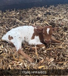 WT KID ROCK X SDR SPICEY TAG 1706G ET HFR