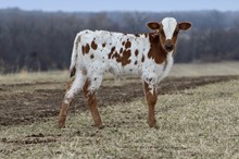 MBR TEX-MEX