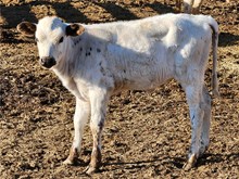 Rural Safari Son Heifer