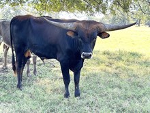 MN Concealed Pinwheel