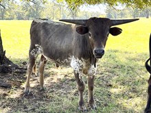 MN Concealed Fade to Grey