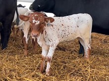 OLD TOWN GYPSY X WT KID ROCK- TAG 3549