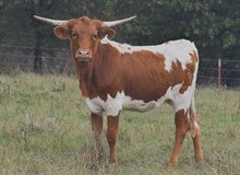 JH RURAL SAFARI SON X LC OPTIMUS STAR HEIFER (ET)