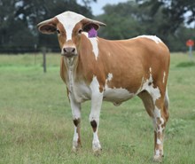 RJF ROCKIN' WITH DIAMONDS 438