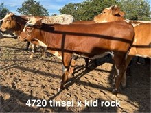 TEXANA TINSEL X WT KID ROCK  - TAG 4720
