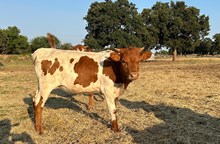 WT KID ROCK X HR ROSETTE (H) ET Tag 506