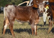 RM MAGUM JUBILEE 936 X LTL VIN'S MAVERICK TAG 518