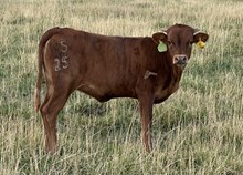 Pacific Queen 25 hef