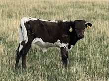 Pacific Night 25 hef