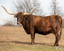 SW IRON REDHEAD