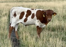 Black Diamond 25 bull