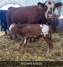 TCC DANI X WT KID ROCK (ET-H)