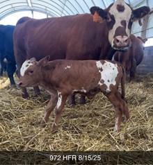 TCC DANI X WT KID ROCK TAG 972 