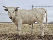 MBR Grayzie 