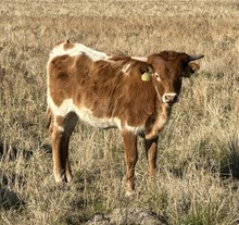 Cinnamon Spice 25 hef