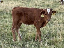 Caramel Cream 25 steer