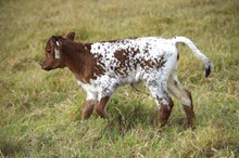 Brazos Annamae 116/25