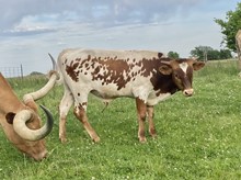 Ante Up bull calf