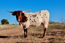 BG Iron Lady ( Margaret Thatcher)