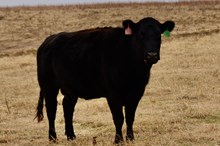 Black Angus Recip