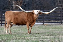 SHR MAJESTIC MERMAID 🧜‍♀️  