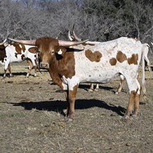 RC Della Rose x WT KID ROCK - Tag 1643