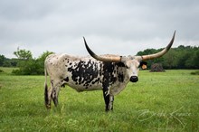 CK Bee's Bit O Honey