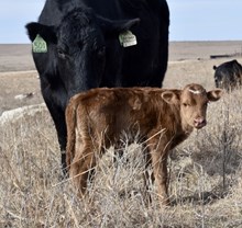  HUBBELL'S 20 GAUGE X ALLEN'S DOHERTY 349 bull