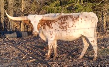 Cowgirl Del Monte CPL