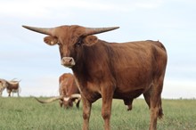 Sheraton Star Steer