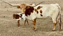 TREASURE STEER