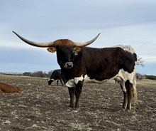 1 BUX 11 20G X SHEZA