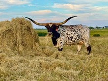 GF DRAGON JELLY 🇺🇸