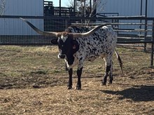 GF DRAGON JELLY 🇺🇸