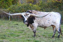 RRR Vindicators Edge 741