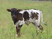 Jewel Bull Calf