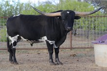 BR Black Magic XL