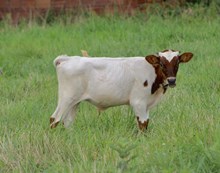 Bandito's Bull Calf