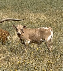 5/19/25 SILVER BULLET H