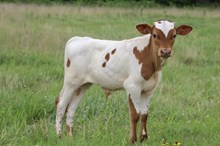Mellow’s Bull Calf