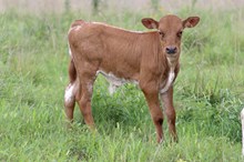 Mag’s bull calf