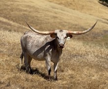 SLL DIAMOND IN THE RUFF