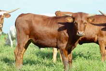 Juice’s Steer
