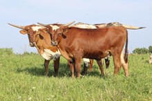 LTL VINS MAVERICK x TB KELLY NELLIE