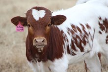 2024 Telling Secrets Bull